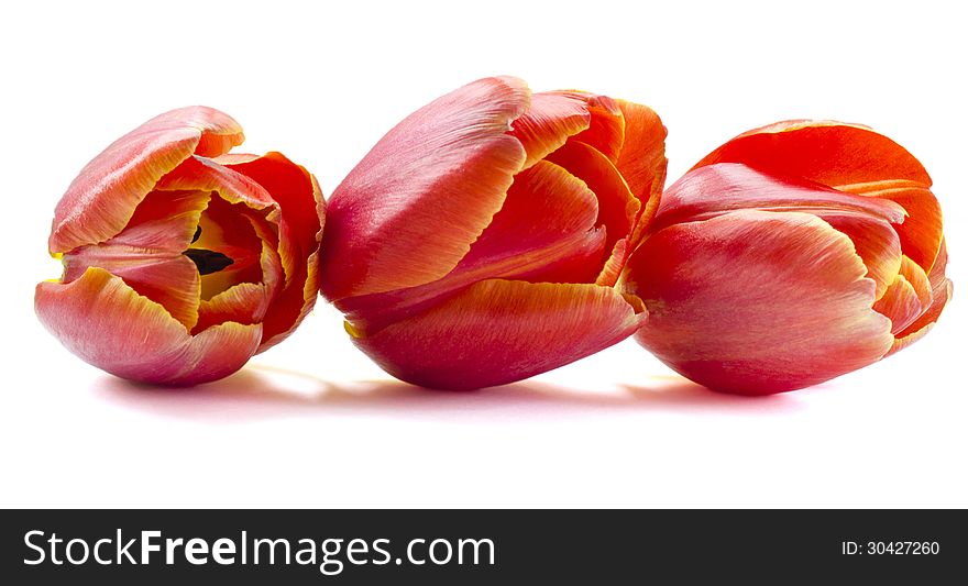 Three tulips on the white bachground