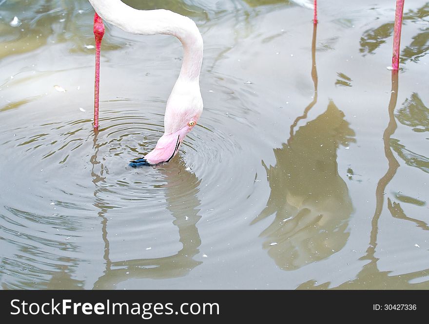 Pink Flamingoes stand in a pond. Pink Flamingoes stand in a pond