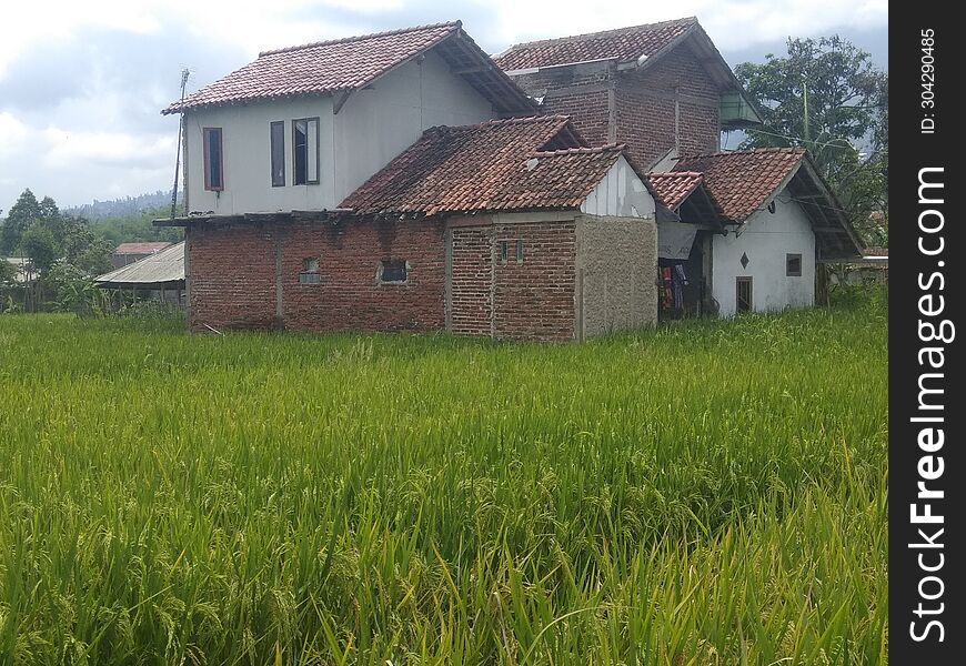 A very beautiful house surrounded by vast expanses of rice fields, in Garut, West Java, Indonesia