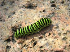 Caterpillar Of The Butterfly Machaon On The Stone Stock Photos Caterpillar Of The Butterfly Machaon On The Stone Stock Photos
