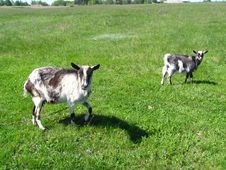 Goat And Kid On A Pasture Stock Photo