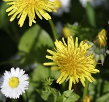 Dandelion Flower Royalty Free Stock Images Dandelion Flower Royalty Free Stock Images