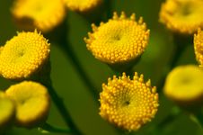 Yellow Daisies Without Petals Royalty Free Stock Photo