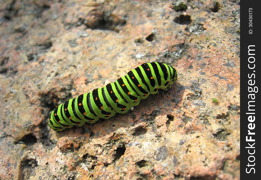 Image of caterpillar of the butterfly machaon on the stone. Image of caterpillar of the butterfly machaon on the stone