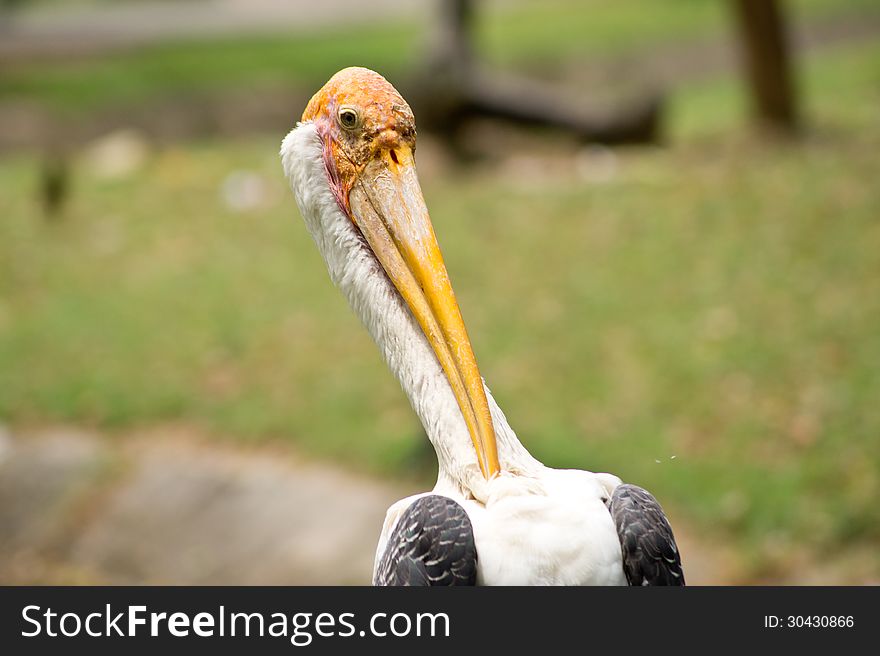 Beautiful bird in thailand forest