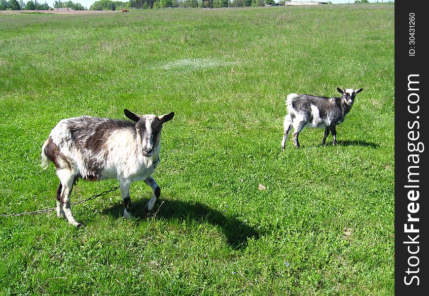 Goat and kid on the green pasture. Goat and kid on the green pasture