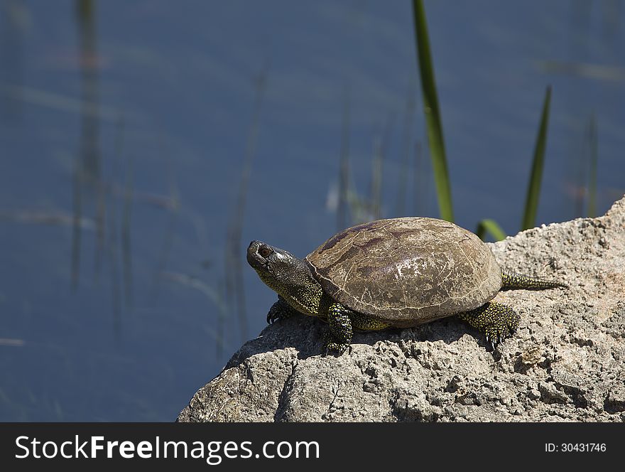 A European pond turtle is sunbathing