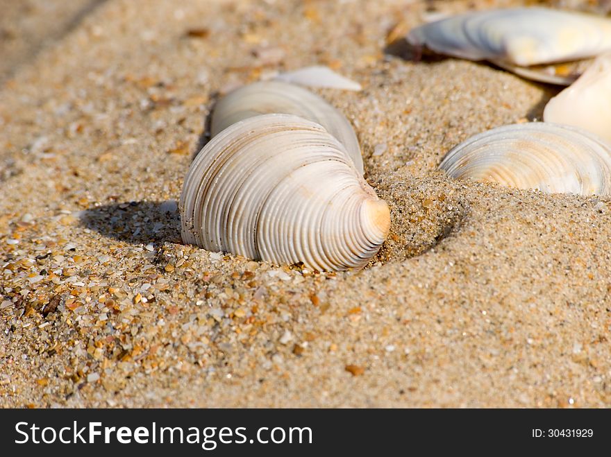 Cockle-shells in sand on a beach