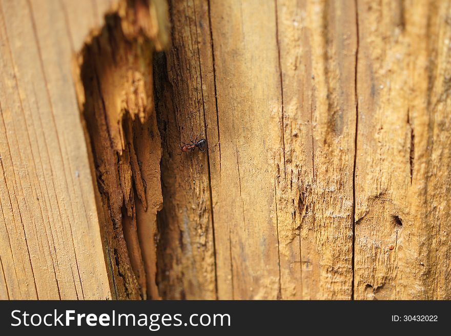 Single ant on a decaying tan tree stump background. Single ant on a decaying tan tree stump background.