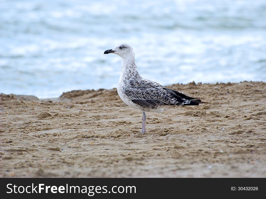 The seagull stands on sand on seacoast