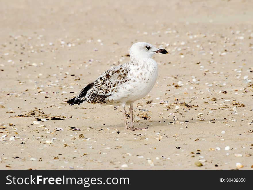 The seagull stands on sand on seacoast