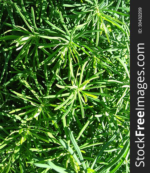 Image of green vegetative background and texture