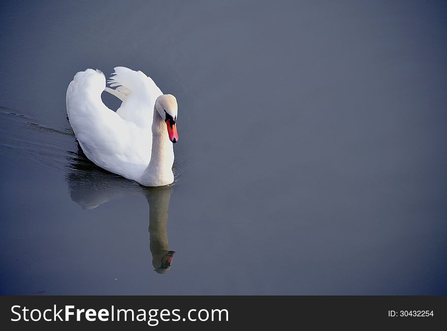 Reflection of a white swan