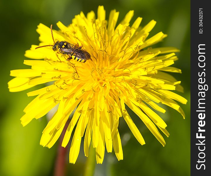 Bee collect nectar on dandelion flower. Bee collect nectar on dandelion flower