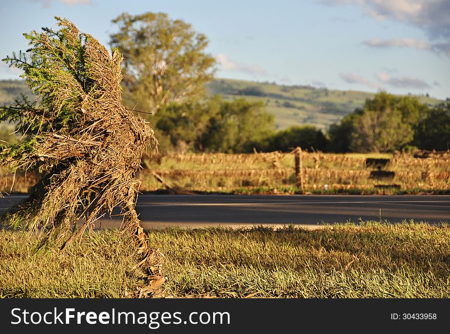 This photograph was taken only 2 days after the flooding in Queensland, Australia in January 2013. The photo was taken in the rural country town of Boonah, after the waters had gone down and shows where the water level went to by the dry leaves and grass covering one side of a young pine tree planted by the roadside. Also notice the young tree quite bent over and in the background the barbed wire roadside fencing has all grass and leaves caught up in the wire. This photograph was taken only 2 days after the flooding in Queensland, Australia in January 2013. The photo was taken in the rural country town of Boonah, after the waters had gone down and shows where the water level went to by the dry leaves and grass covering one side of a young pine tree planted by the roadside. Also notice the young tree quite bent over and in the background the barbed wire roadside fencing has all grass and leaves caught up in the wire.