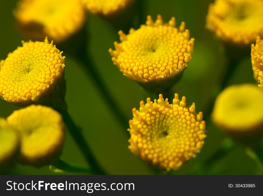Yellow daisies without their petals on the background of green grass close-up. Yellow daisies without their petals on the background of green grass close-up