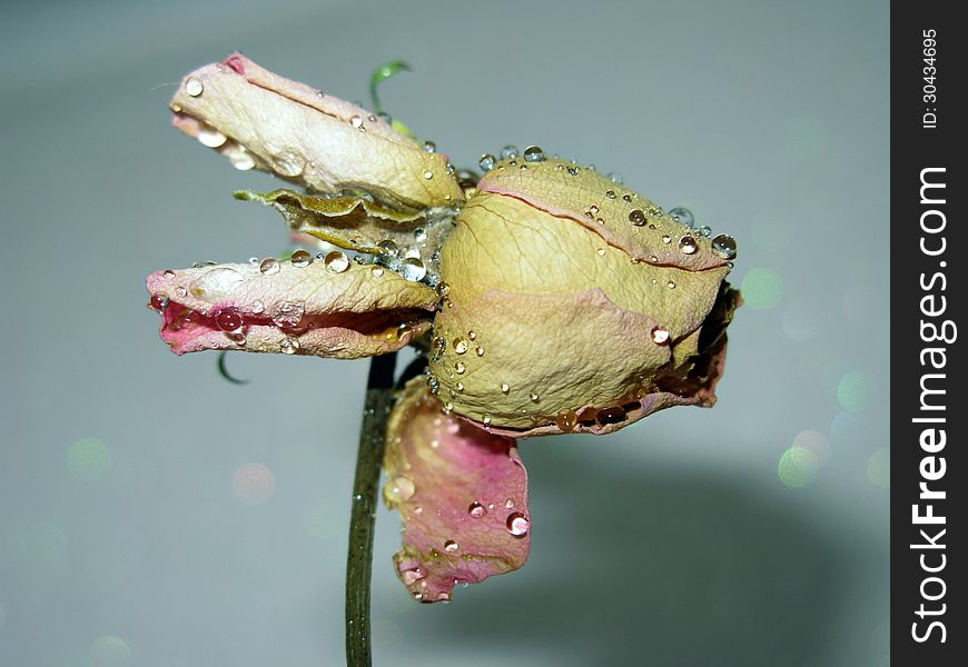 Dead pink rose with water drops. Dead pink rose with water drops