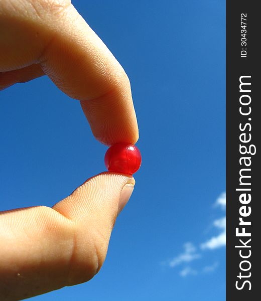 Berry of the little red currant in a hand. Berry of the little red currant in a hand