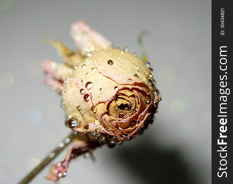 Dead pink faded rose with water drops. Dead pink faded rose with water drops