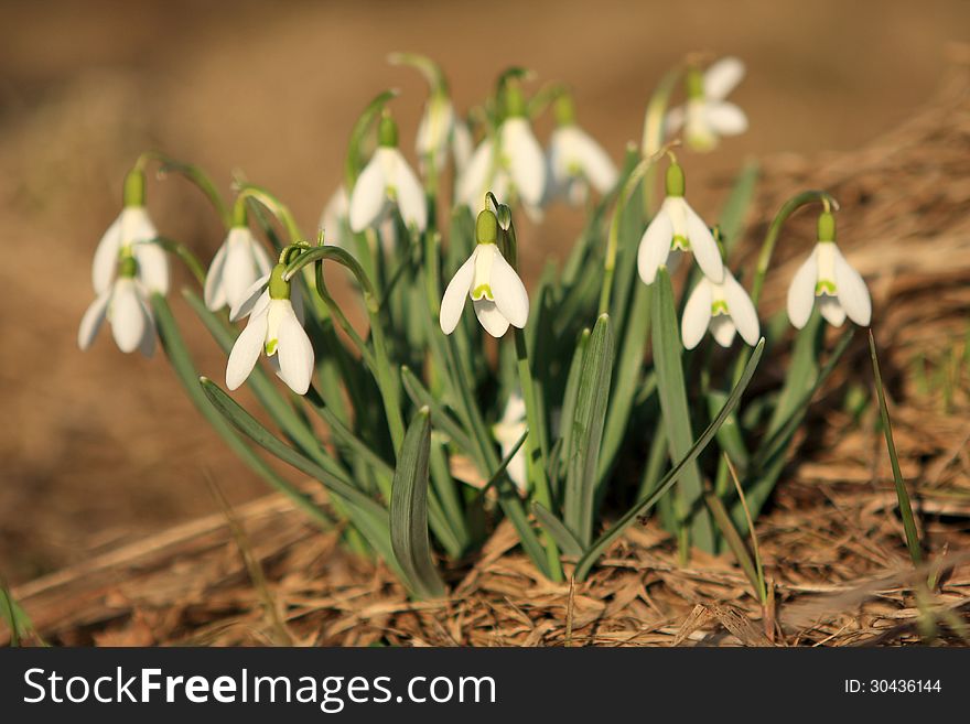 Snowdrops in spring on the grass