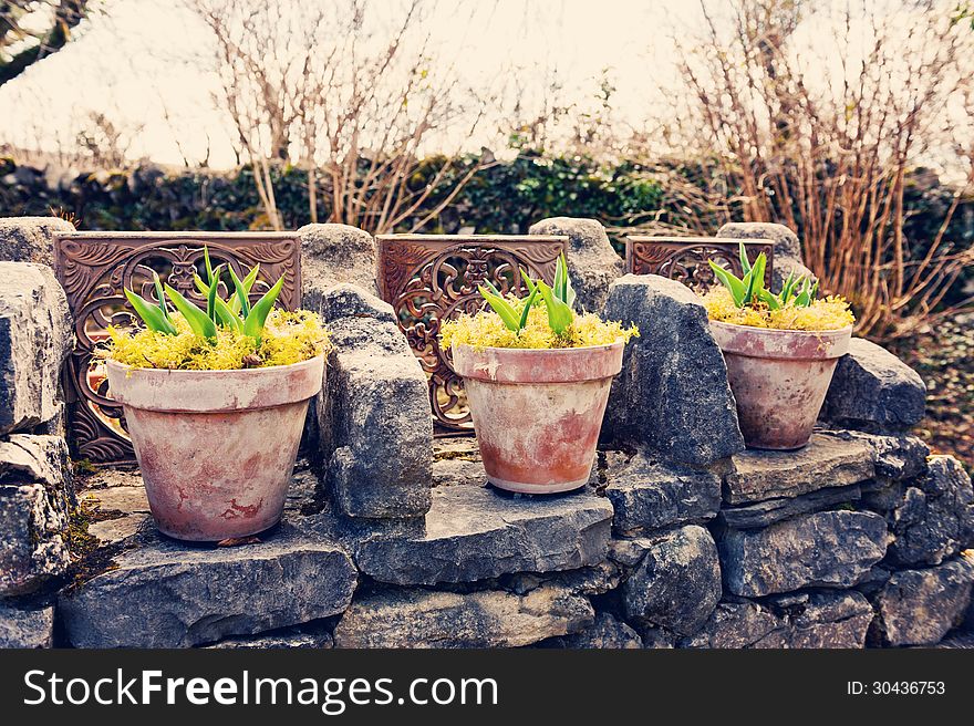 Pots in countryside, during spring, vintage style. Pots in countryside, during spring, vintage style