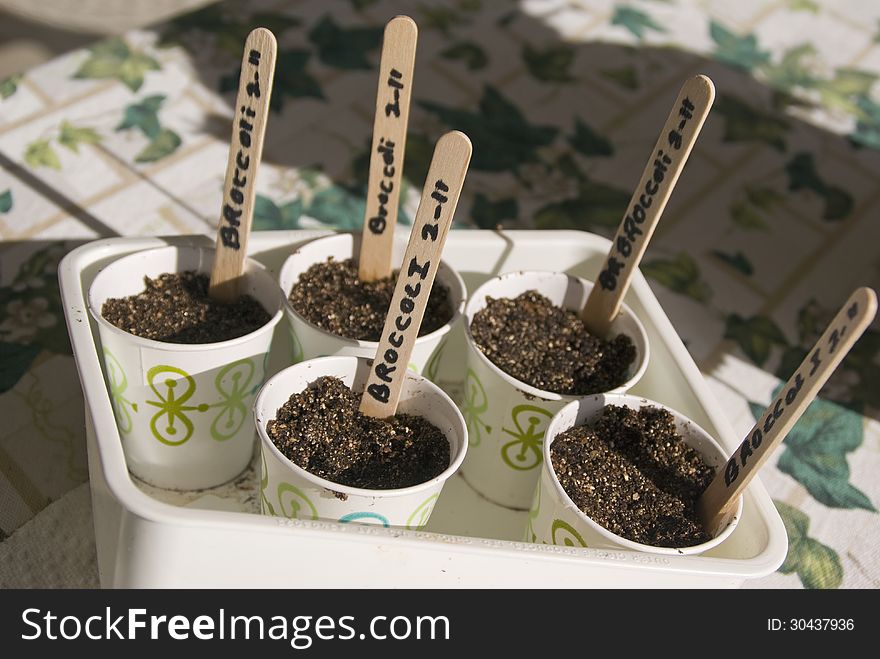 Dixie cups hold seeds and growing medium ready to beging the new growing season. Dixie cups hold seeds and growing medium ready to beging the new growing season