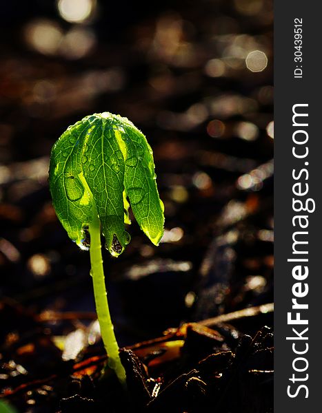 New plant shoot out of ground with dew droplets. New plant shoot out of ground with dew droplets