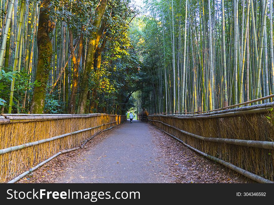 Mesmerizing Arashiyama Bamboo Grove in Kyoto, Japan