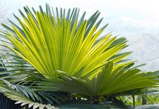Group Of Palm Leaves2 Stock Images Group Of Palm Leaves2 Stock Images
