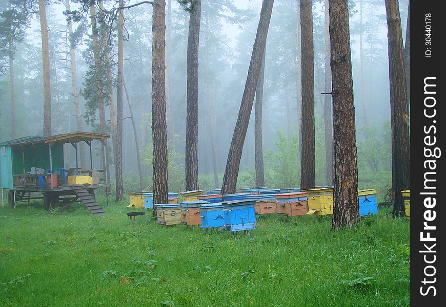 Apiary In The Forest