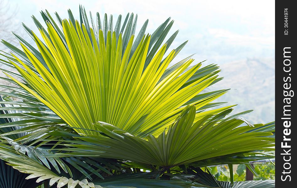 Close up of group green palm leaves on nature background. Close up of group green palm leaves on nature background