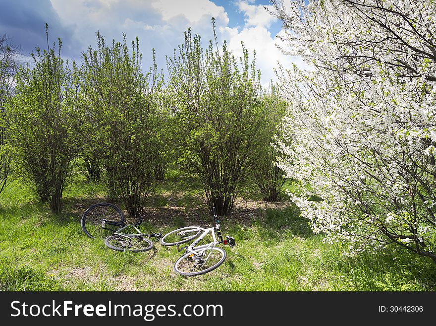 Two bicycles resting on green grass. Two bicycles resting on green grass