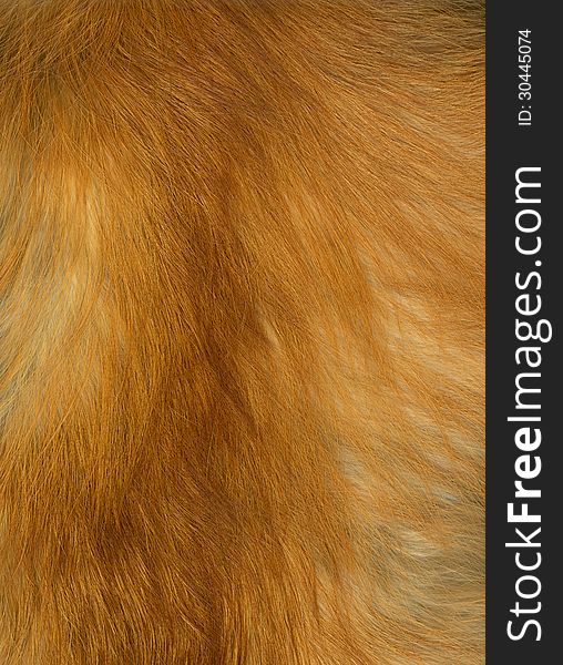 Close up of fox fur