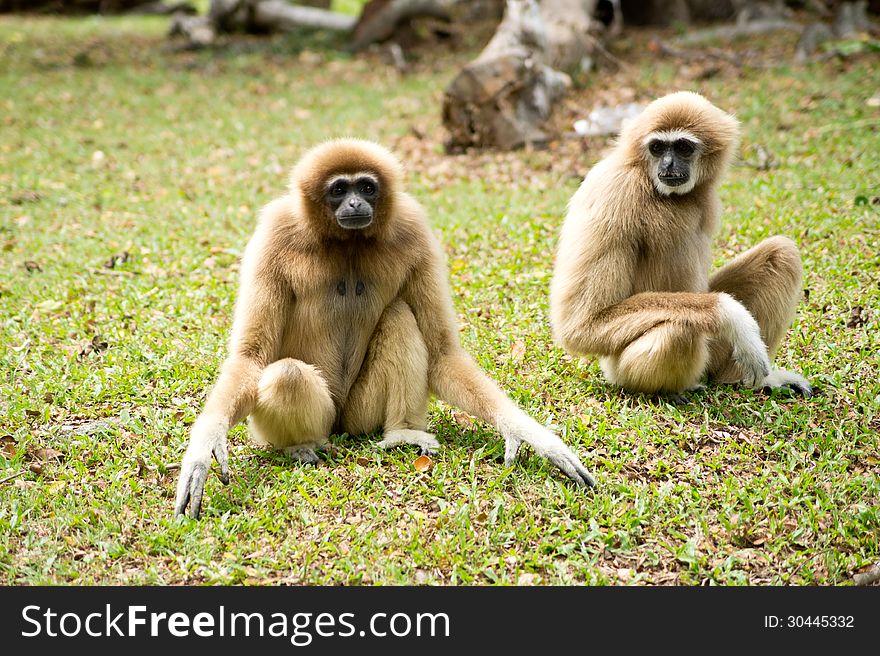 Cute gibbon at Khao Khew Open zoo Thailand