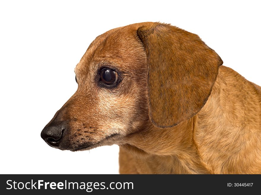 Profile shot of a little dachshund looking sideways at something. Isolated on a white background. Profile shot of a little dachshund looking sideways at something. Isolated on a white background.