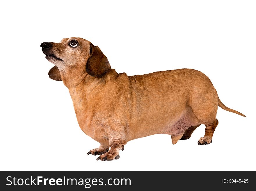 Cute little brown or red dachshund dog looking up and isolated on a white background. Cute little brown or red dachshund dog looking up and isolated on a white background.