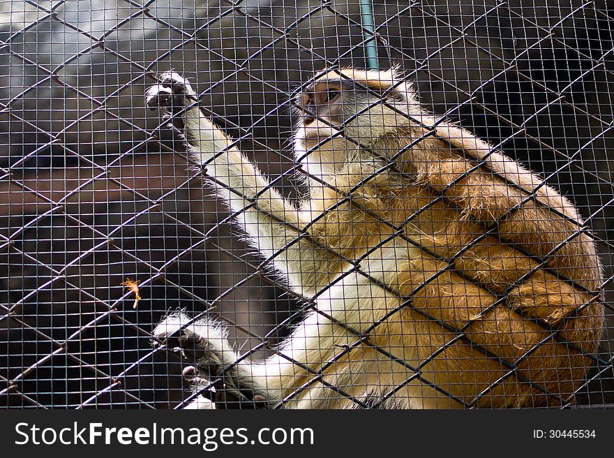 Cute gibbon at Khao Khew Open zoo Thailand