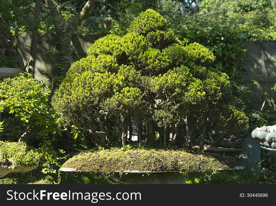 Bonsai &#x28;Picea&#x29;spruce forest, spruce set