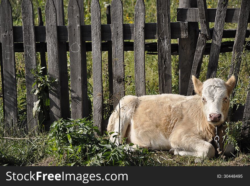 Calf is tethered near the wooden fence. Calf is tethered near the wooden fence.