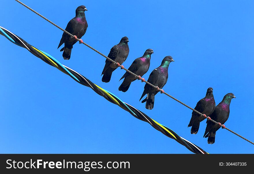 Pigeons On An Electric Wire