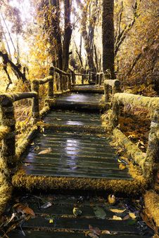 Moss Around The Wooden Walkway In Rain Forest In Autumn Tone Stock Image Moss Around The Wooden Walkway In Rain Forest In Autumn Tone Stock Image