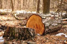 Tree Stump Royalty Free Stock Photography