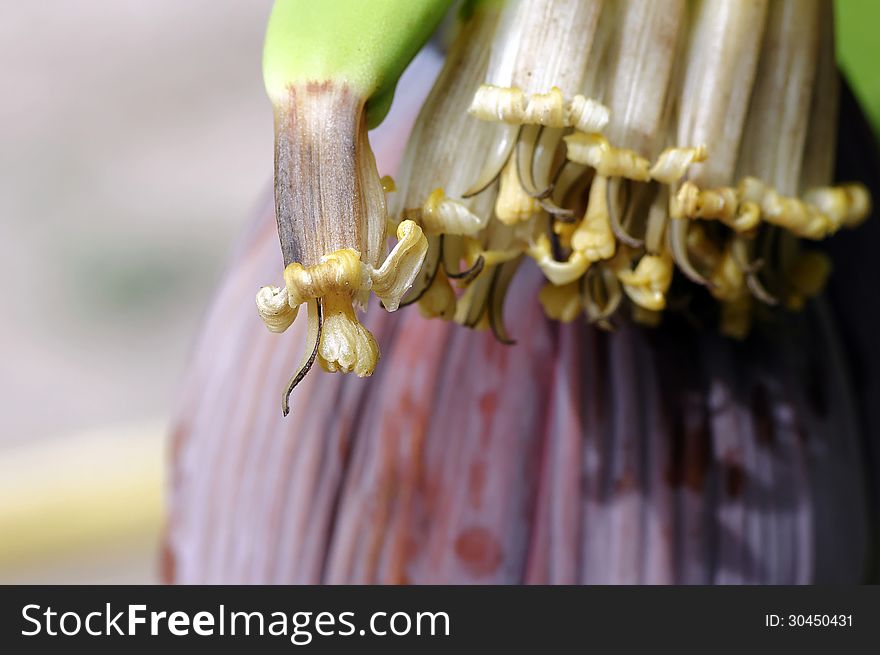 Close-up on a banana flower.