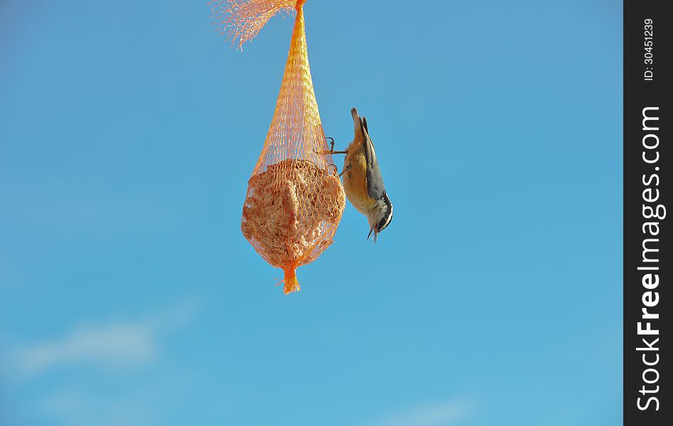 Up-side-down Red-breasted Nuthatch on suet feeder against blue sky. Up-side-down Red-breasted Nuthatch on suet feeder against blue sky.