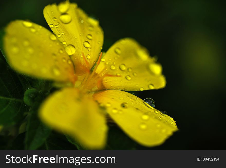 Water drops on a yellow flower after a rainfall. Water drops on a yellow flower after a rainfall.