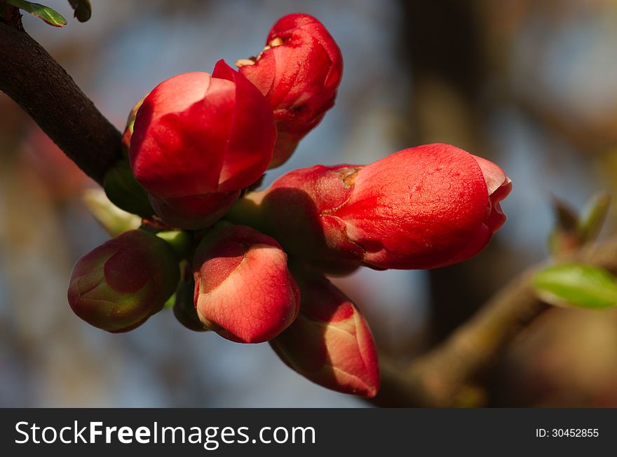 Buds of tree flowers