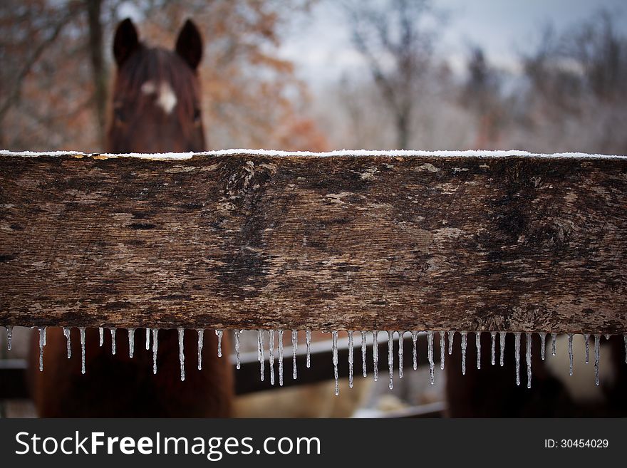 A Winter Day In The Horse Corral