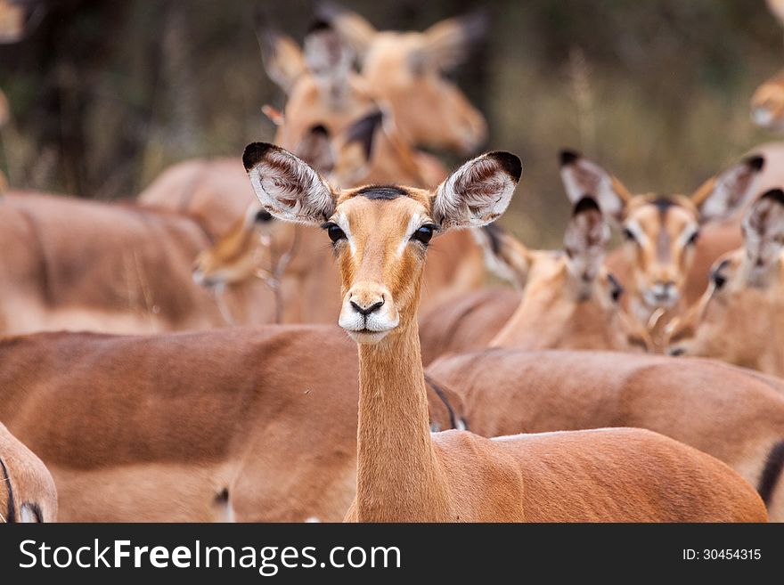 Impala on the lookout in the Kruger NP, South Africa