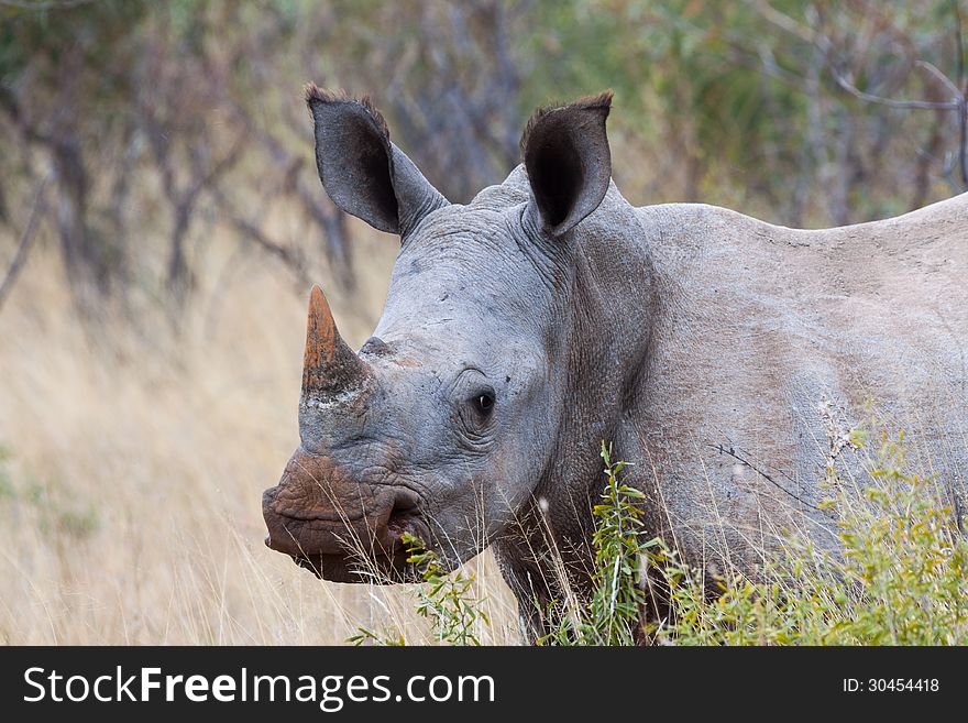 A Juvenile White Rhino in Marakele NP, South Africa. A Juvenile White Rhino in Marakele NP, South Africa