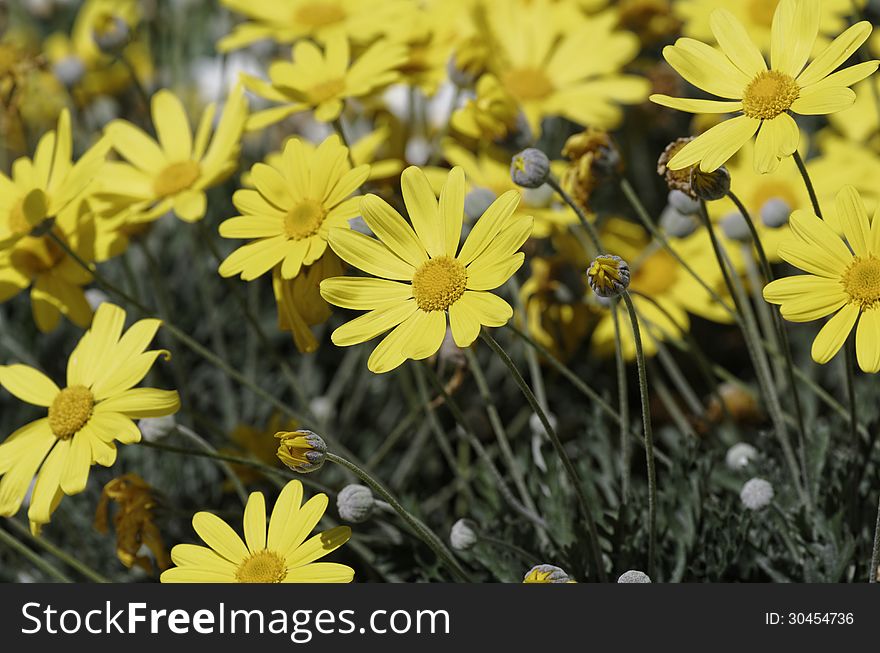 Yellow daisy in a garden